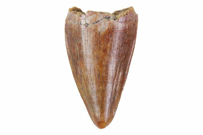 Unusual, Serrated, Crocodylomorph Tooth - Morocco #72655